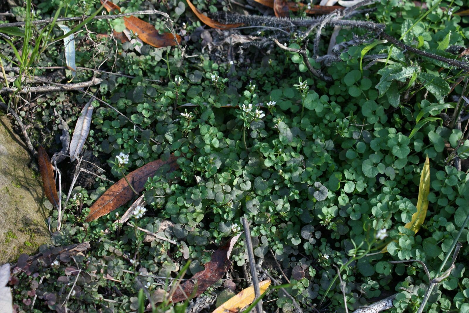 High Resolution Cardamine oligosperma Leaf